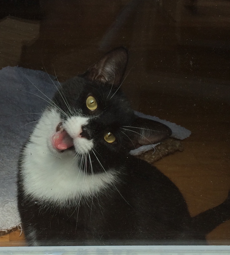 Illustration for article titled This Cat Is High as Hell